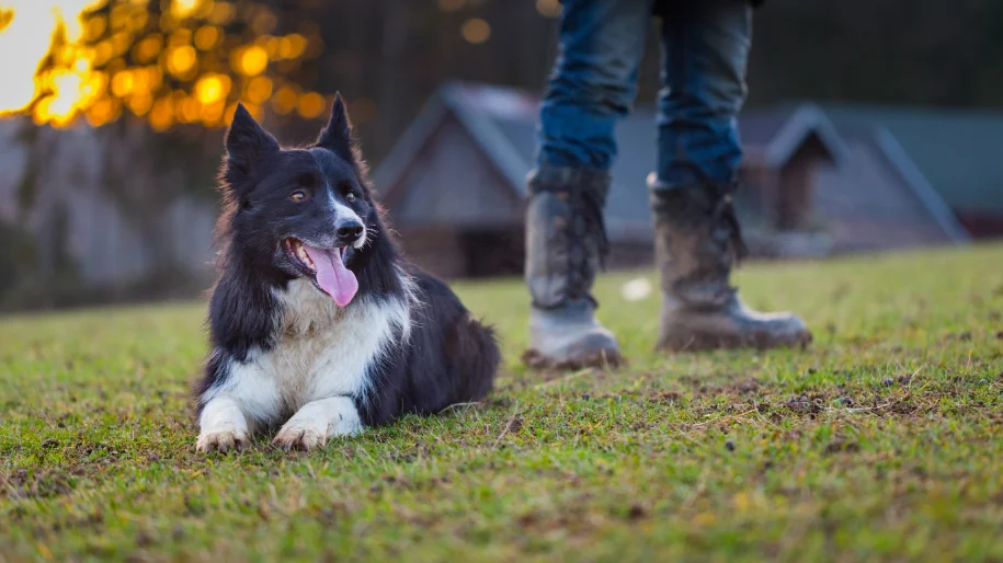 9 Dog Breeds That Require Lots of Room to Roam