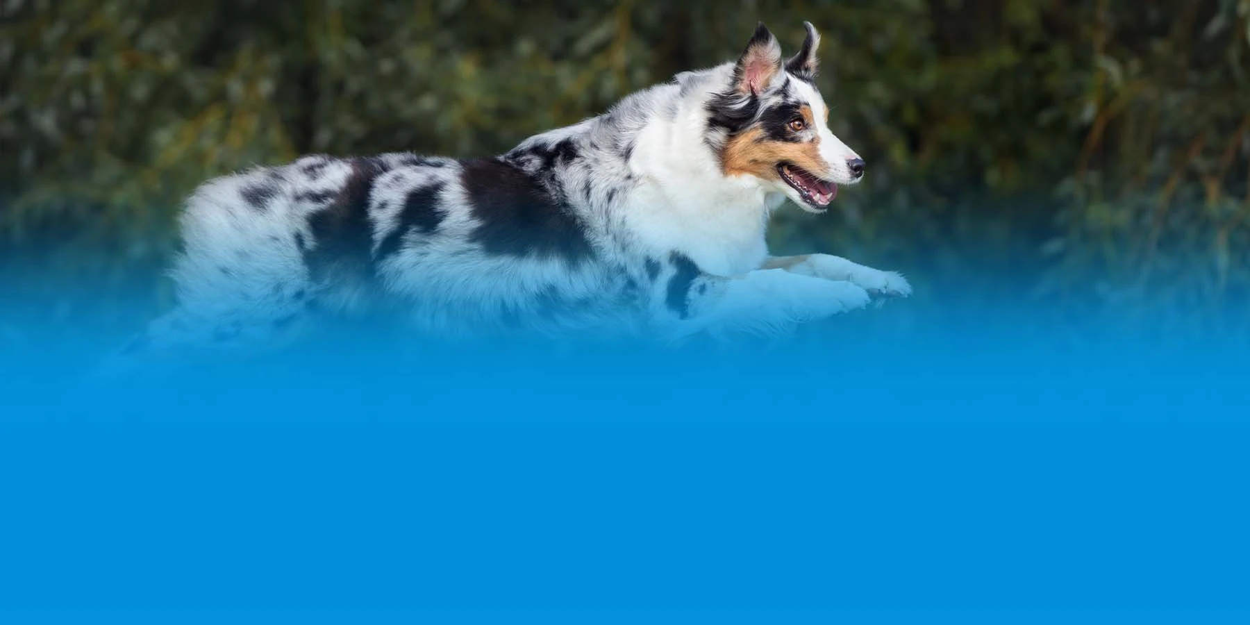 An Australian shepherd running.