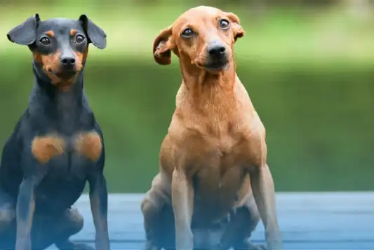 Breed Spotlight: Miniature Pinscher