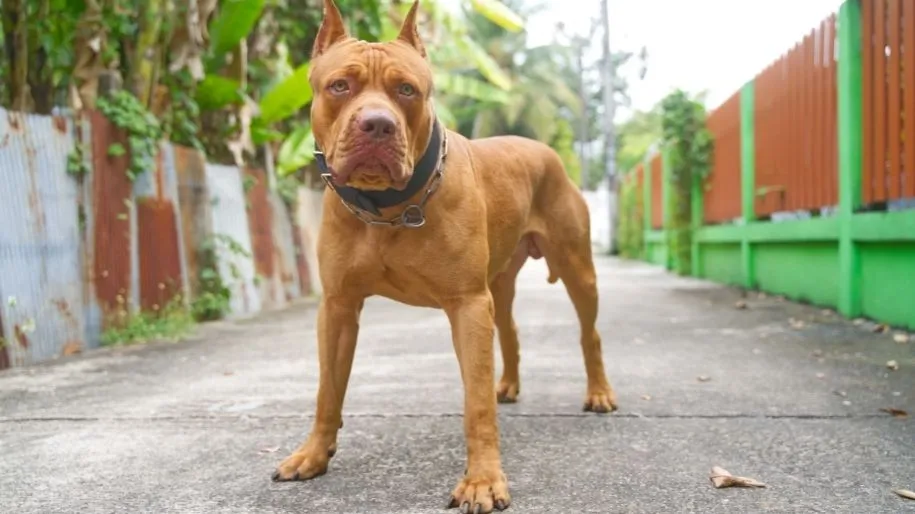 Pit Bull standing on the pavement