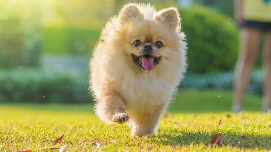 Breed Spotlight: Pomeranian