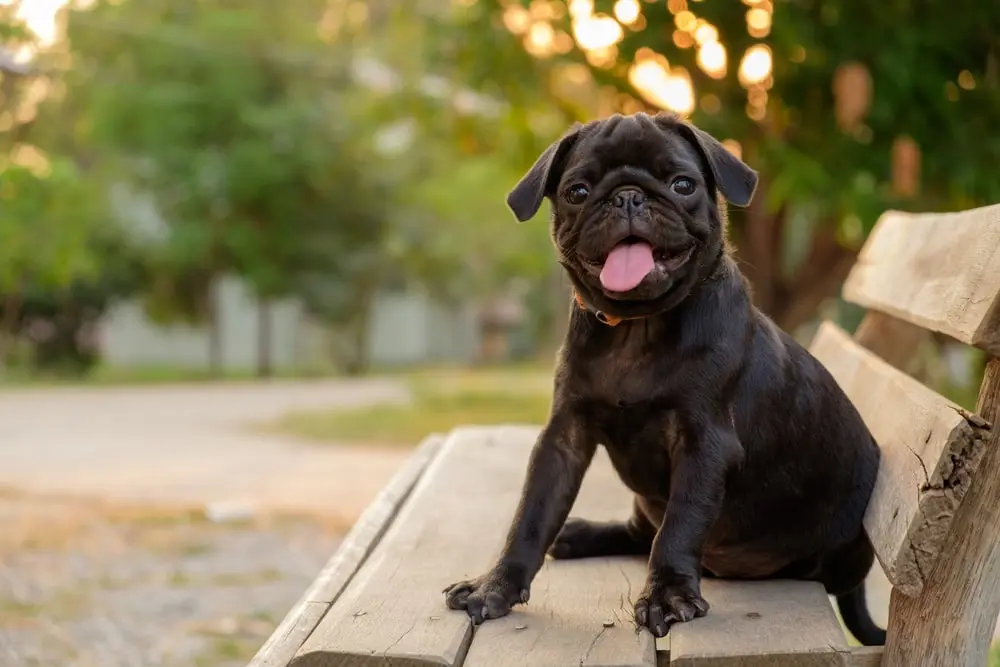 Pug Dogs