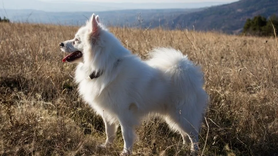 Breed Spotlight: American Eskimo