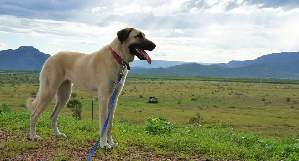 Anatolian shepherd standing outside and looking off into the distance.
