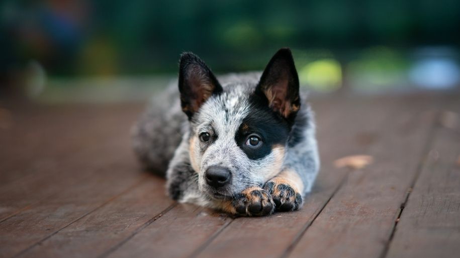 Australian Cattle Dog looks at the camera