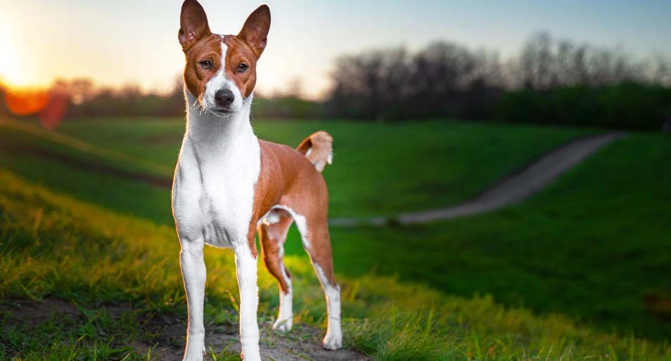 A Basenji stands atop a green hill facing the camera, the sun setting behind a forest in the background.