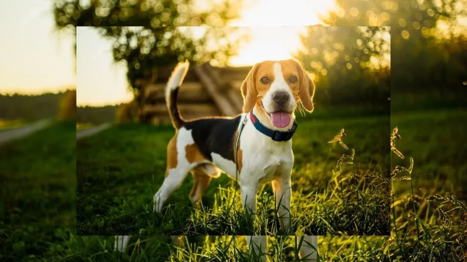 Breed Spotlight: Beagle