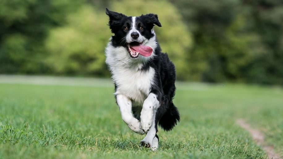 Breed Spotlight: Border Collie