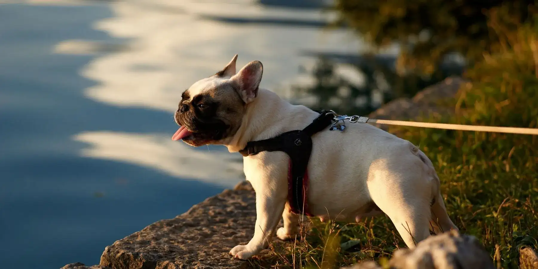 A brown Boston terrier wearing a harness standing by water. 
