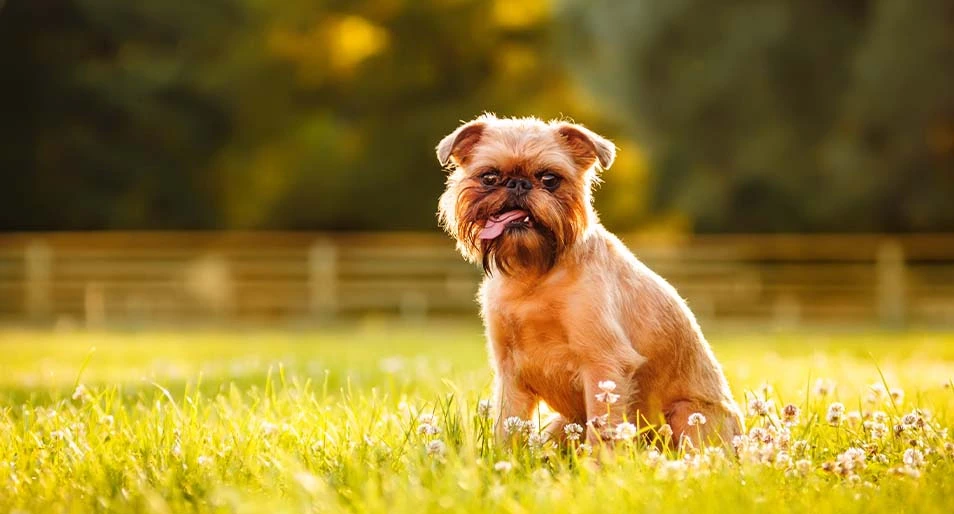 A short hair Brussels griffon sitting in the sun.