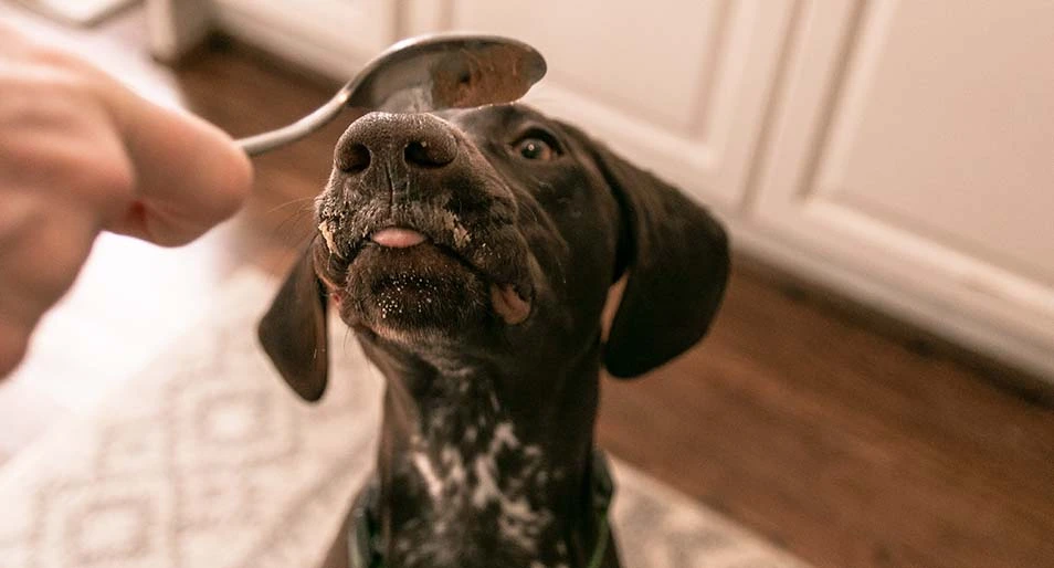 A dog licking a spoon of peanut butter.