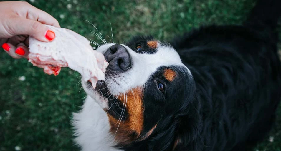 A woman feeding a Bernese mountain dog raw turkey