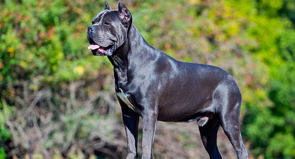A Cane corso stands tall outside.