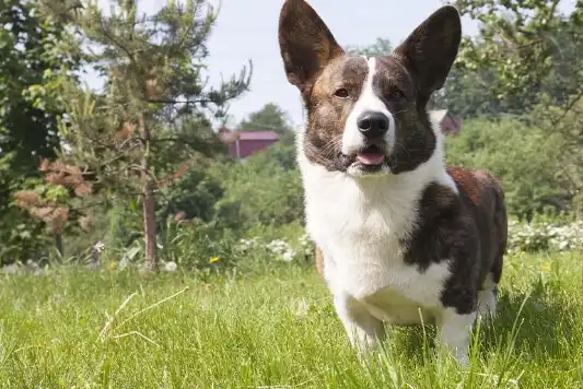 Cardigan welsh corgi sits in a field