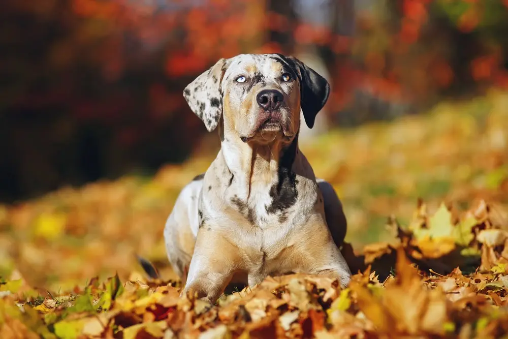 Catahoula Leopard