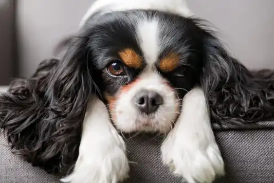 Cavalier King Charles Spaniel Facts | Pet Insurance