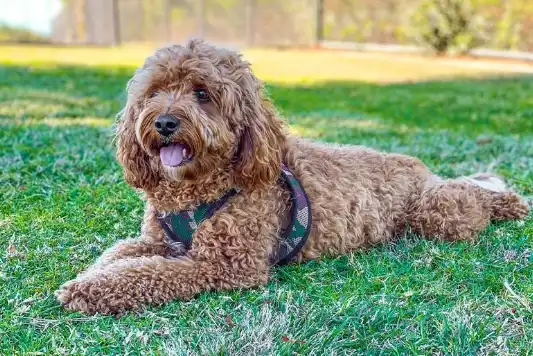A Cavapoo laying in the grass at a park.