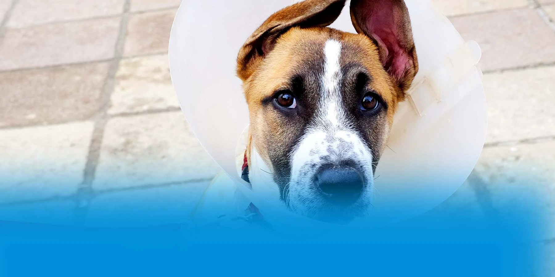 How Much Does it Cost to Spay a Dog?