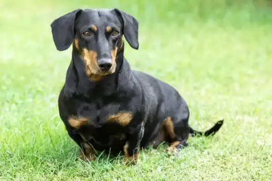 Breed Spotlight: Dachshund