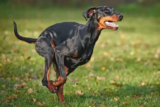 doberman pinscher running through field