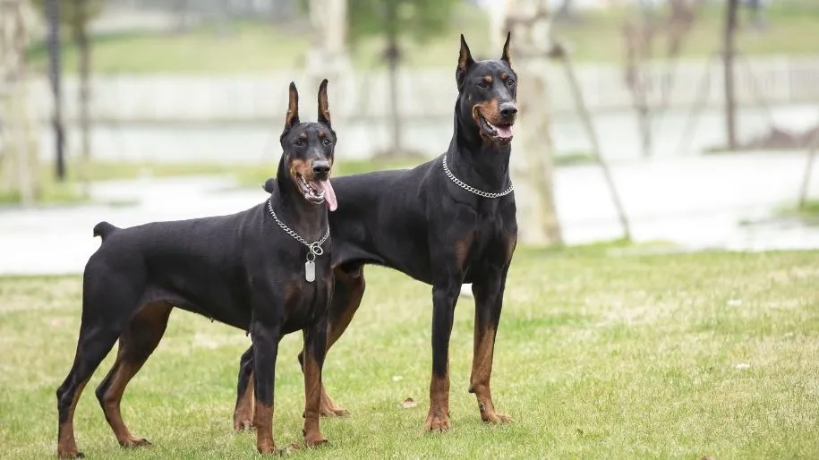 are dobermans mean dogs