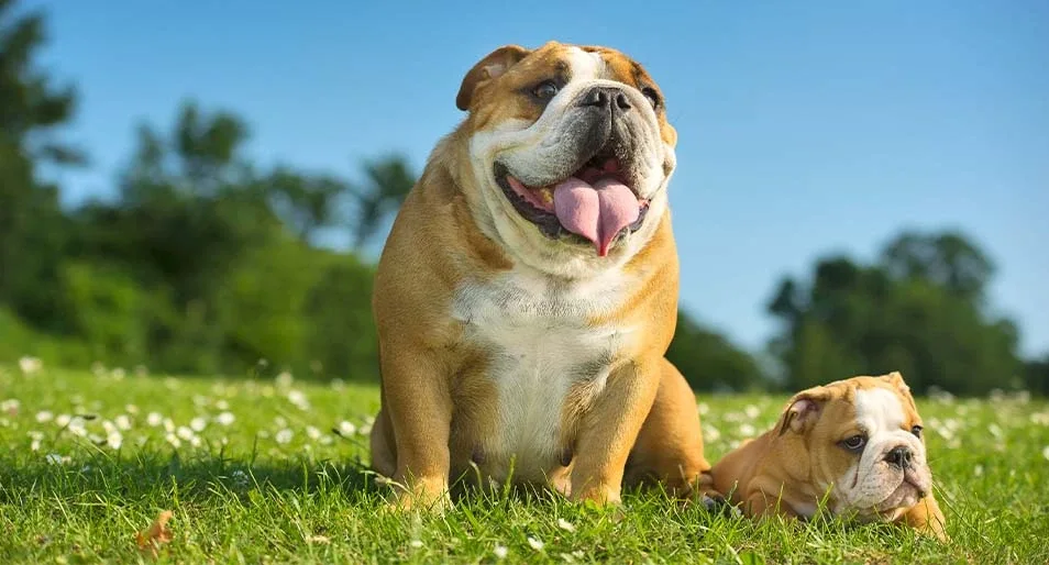 An adult English Bulldog with a puppy sitting in grass.