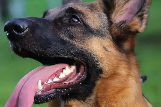 Best flea medicine for german shepherd sales