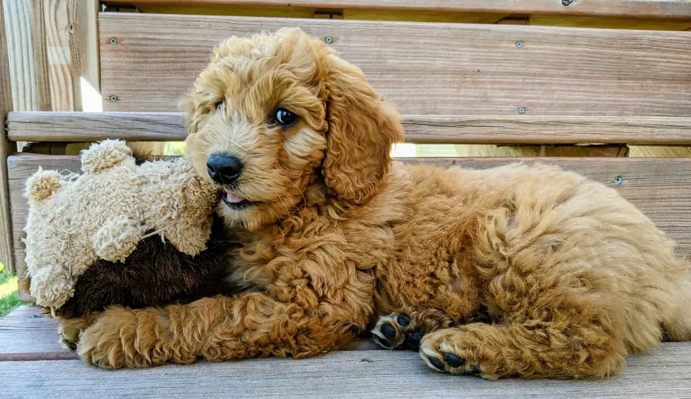 Goldendoodle (Groodle): Dog Breed Characteristics & Care