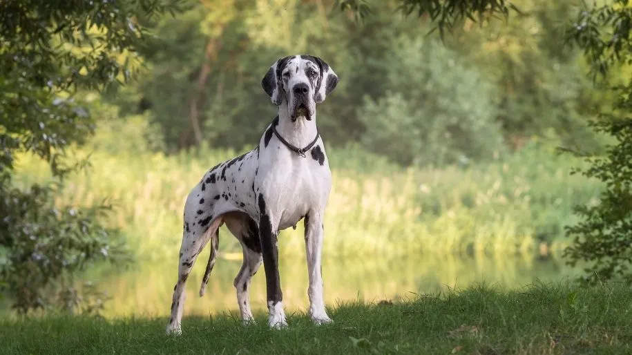 are merle great danes healthy