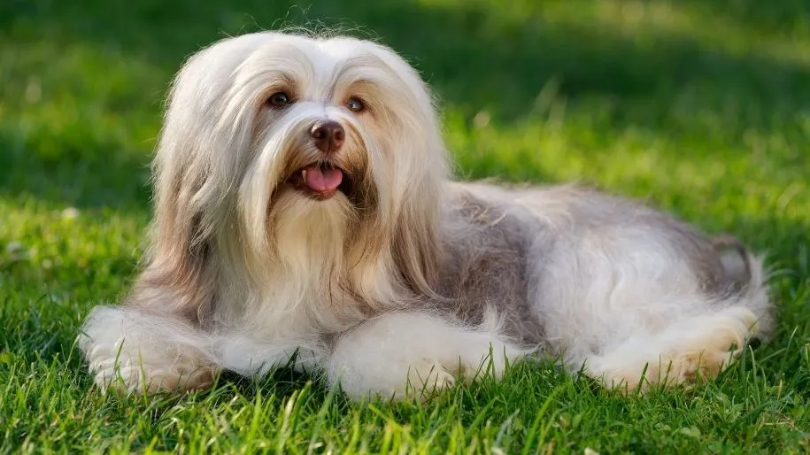 A Havanese lies in green grass.