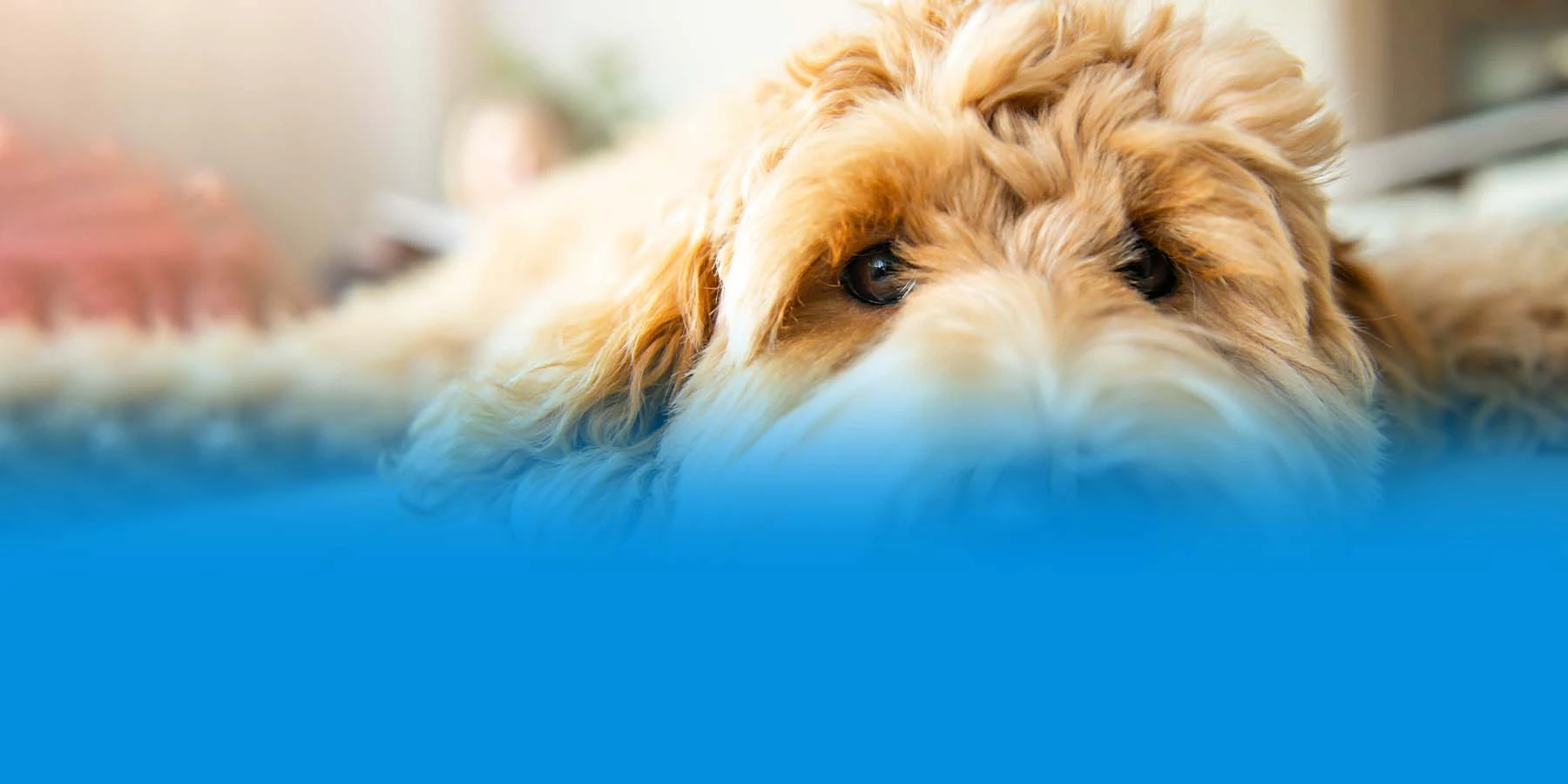 A labradoodle laying on a couch