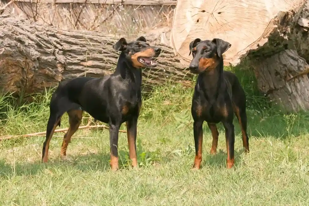 Breed Spotlight: Manchester Terrier