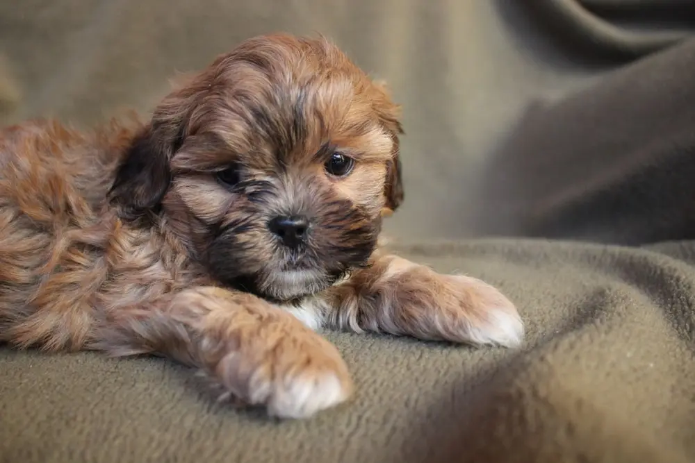 shih-poo puppy on a couch