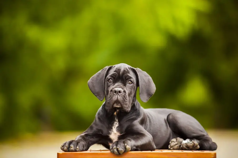 Breed Spotlight: Cane Corso