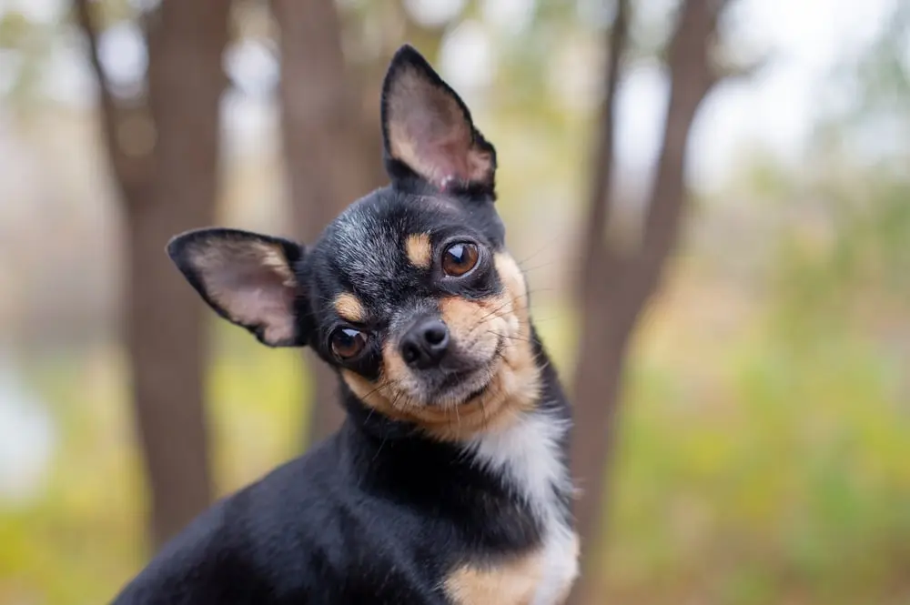 Breed Spotlight: Chihuaha