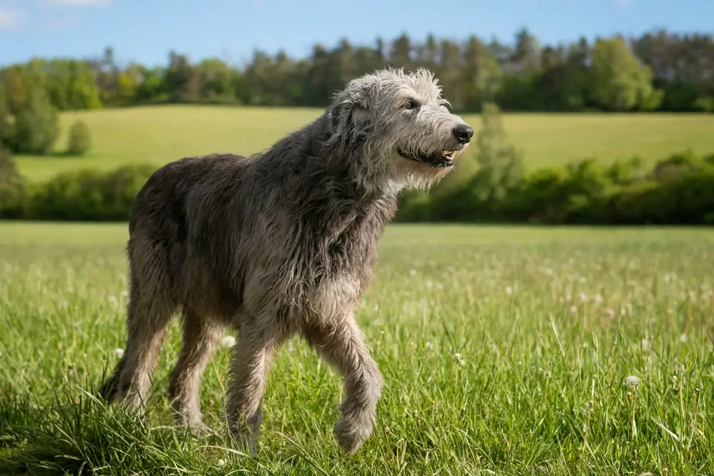 Breed Spotlight: Irish Wolfhound