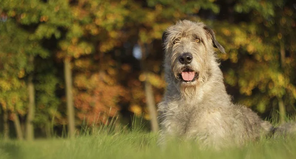 is the poodle legal in ireland