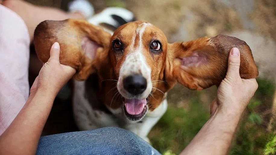 is a hound the best pet for you?