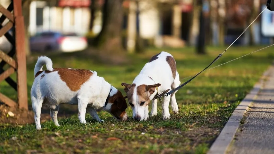 Breed Spotlight: Jack Russell Terrier