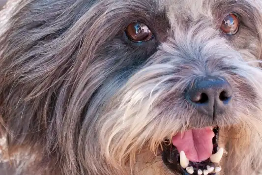 Close-up on a Lhasa Apso's happy open-mouthed face.