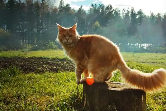 Orange Maine Coon cat standing on a stump outside on a sunny day