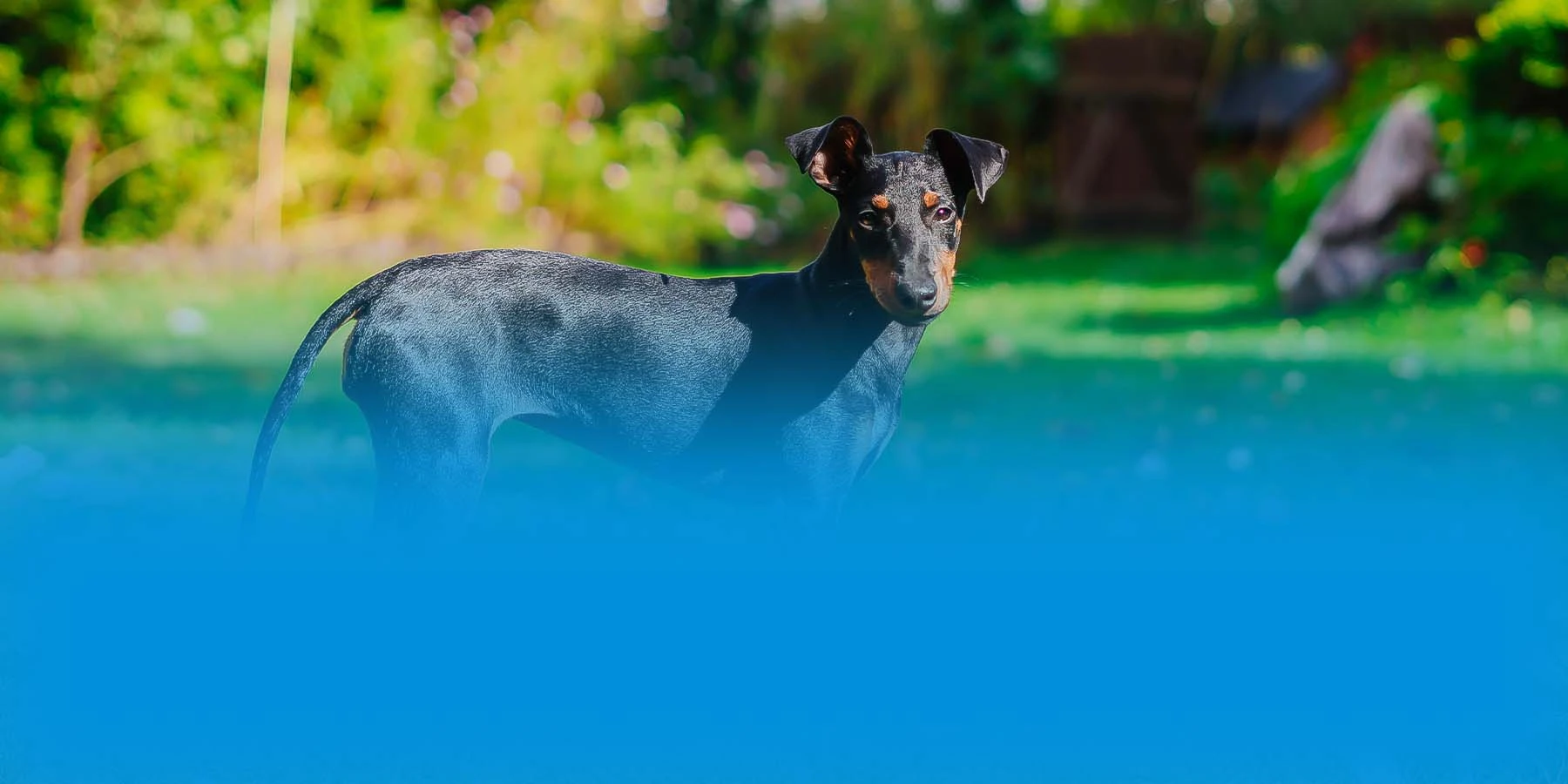 A Manchester terrier stands alert in the grass.