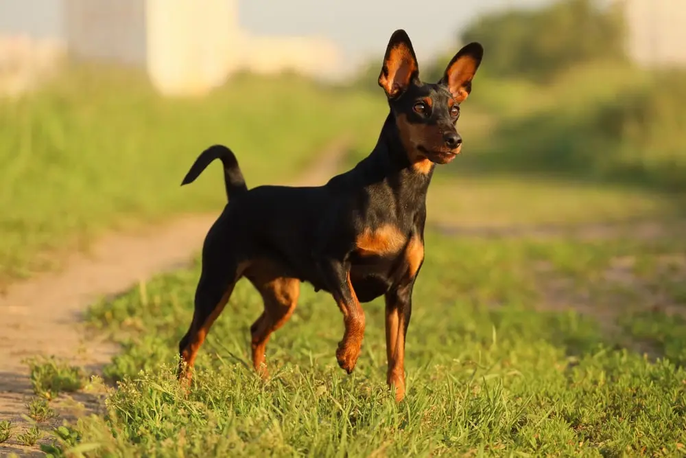 Min pin deals losing hair