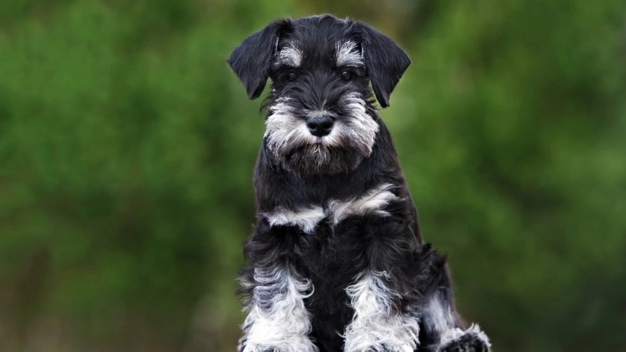 Miniature Schnauzer Breed Information