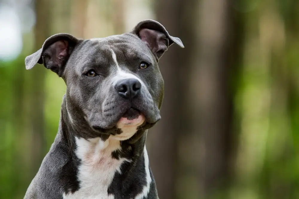 Breed Spotlight: Pit Bull