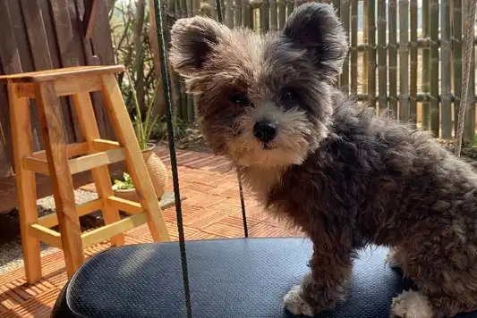 pomapoo in the backyard