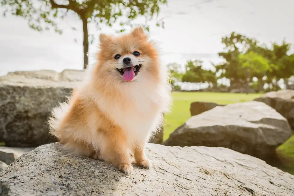 Pomeranian 