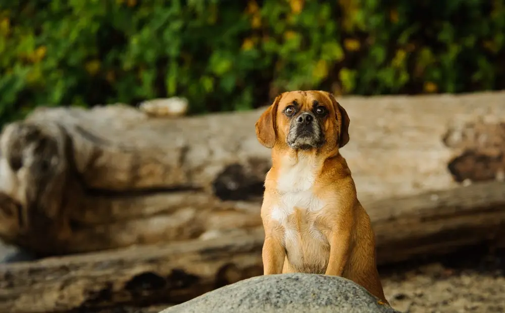 Breed Spotlight: Puggle