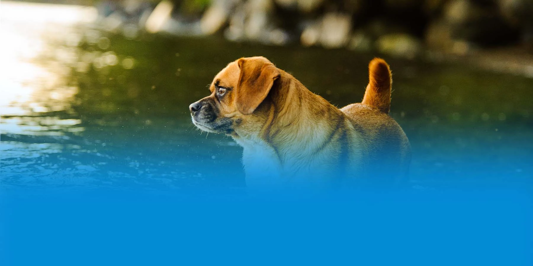 Puggle dog outdoors standing in water.