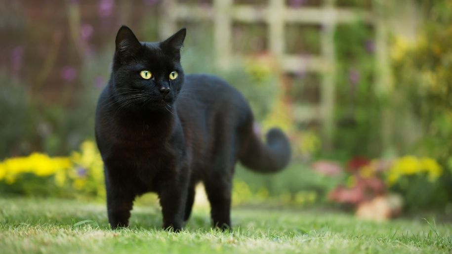 Why to Love a Black Cat